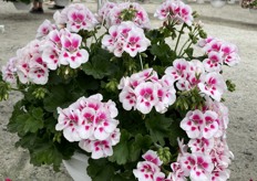 Santana White Splash of Dümmen Orange